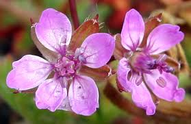 Attēlu rezultāti vaicājumam “Erodium cicutarium”