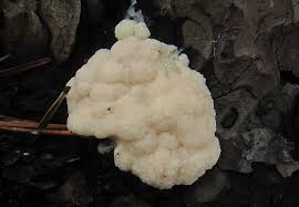 Attēlu rezultāti vaicājumam “Amaurochaete atra”