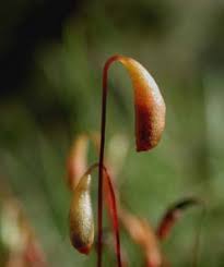 Attēlu rezultāti vaicājumam “Leiocolea heterocolpos”