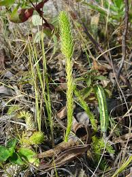 Attēlu rezultāti vaicājumam “Lycopodiella inundata”