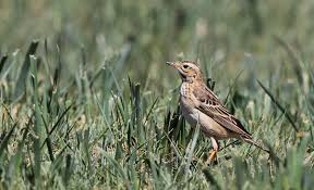 Image result for Anthus godlewskii