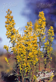 Image result for Solidago virgaurea