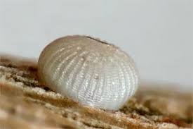 Attēlu rezultāti vaicājumam “Brachionycha nubeculosa”