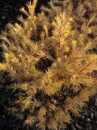 Attēlu rezultāti vaicājumam “Larix kaempferi female flower”