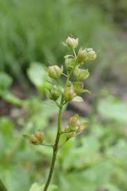 Attēlu rezultāti vaicājumam “Veronica beccabunga bud”