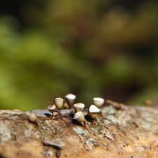 Attēlu rezultāti vaicājumam “Craterium minutum stalked”