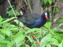 Image result for Porphyrio alleni