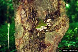 Attēlu rezultāti vaicājumam “Oxyporus”