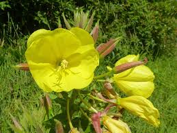 Image result for Nachtkerze