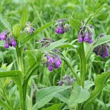 Attēlu rezultāti vaicājumam “Symphytum officinale leaf”