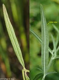 Attēlu rezultāti vaicājumam “Epilobium palustre leaf”