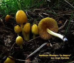 Attēlu rezultāti vaicājumam “Bolbitius vitellinus”