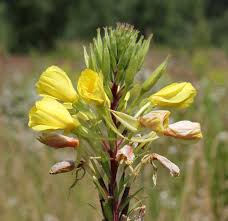 Image result for Oenothera biennis