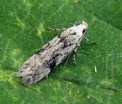 Attēlu rezultāti vaicājumam “Carpatolechia alburnella”