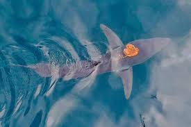 Image result for Chelmsford Octopush Club