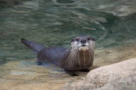 Image result for Worthing Otters