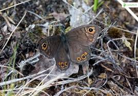 Attēlu rezultāti vaicājumam “Lasiommata petropolitana”