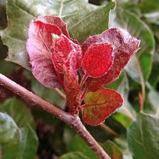 Attēlu rezultāti vaicājumam “Fagus sylvatica fo. purpurea leaf”