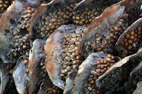 Attēlu rezultāti vaicājumam “Pucciniastrum areolatum”