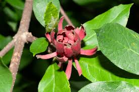 Attēlu rezultāti vaicājumam “Calycanthus floridus”