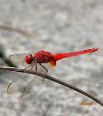 Attēlu rezultāti vaicājumam “Capsus ater imago”