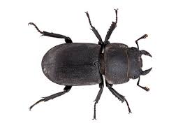 Attēlu rezultāti vaicājumam “Dorcus parallelopipedus”