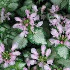 Attēlu rezultāti vaicājumam “Lamium maculatum flower”