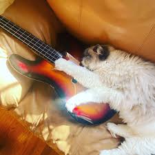 Image result for Cat sleeping in guitar