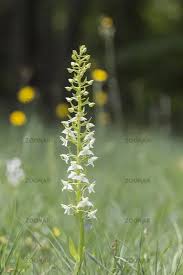 Attēlu rezultāti vaicājumam “Clossiana selene”