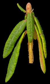 Attēlu rezultāti vaicājumam “Plagiothecium latebricola macro”