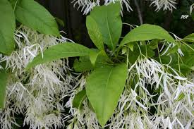 Attēlu rezultāti vaicājumam “Chionanthus virginicus leaf”