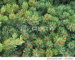 Attēlu rezultāti vaicājumam “Pinus pumila male flower”