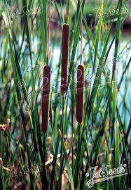 Attēlu rezultāti vaicājumam “Typha angustifolia  fruit”