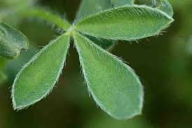 Attēlu rezultāti vaicājumam “Cytisus scoparius leaf”
