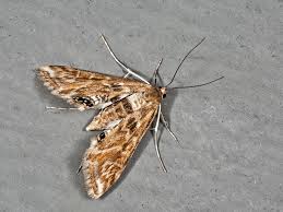 Attēlu rezultāti vaicājumam “Cataclysta lemnata”