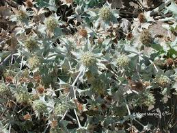 Attēlu rezultāti vaicājumam “Eryngium maritimum leaf”