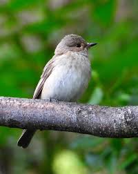 Attēlu rezultāti vaicājumam “Muscicapa striata”