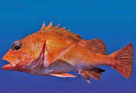 Image result for Sebastes