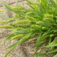 Attēlu rezultāti vaicājumam “Brachypodium sylvaticum fruit”