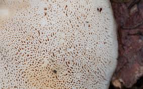 Attēlu rezultāti vaicājumam “Bondarzewia mesenterica”