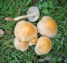 Attēlu rezultāti vaicājumam “Hypholoma sp.”