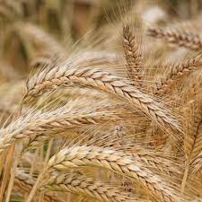 Attēlu rezultāti vaicājumam “Hordeum vulgare fruit”