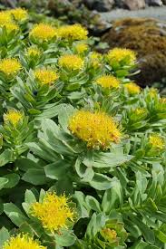 Attēlu rezultāti vaicājumam “Rhodiola rosea”