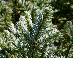 Attēlu rezultāti vaicājumam “Abies veitchii”