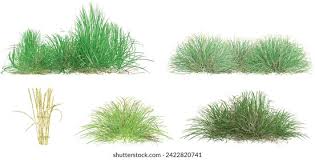 Attēlu rezultāti vaicājumam “Festuca arenaria”