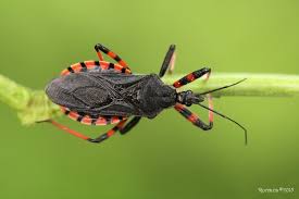 Attēlu rezultāti vaicājumam “Rhynocoris annulatus nymph”