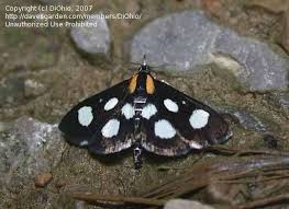 Attēlu rezultāti vaicājumam “Anania funebris”