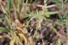 Attēlu rezultāti vaicājumam “Myosotis micrantha”