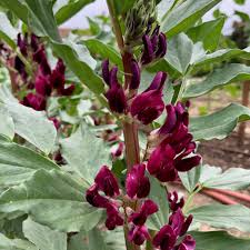 Attēlu rezultāti vaicājumam “Vicia faba flower”