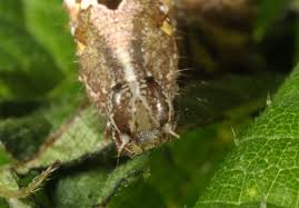 Attēlu rezultāti vaicājumam “Abrostola triplasia”